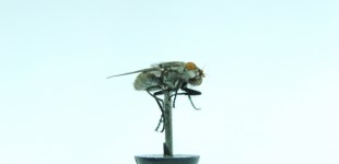 The Fly